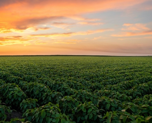 Soybeans growing in Texas agriculture