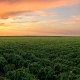 Soybeans growing in Texas agriculture
