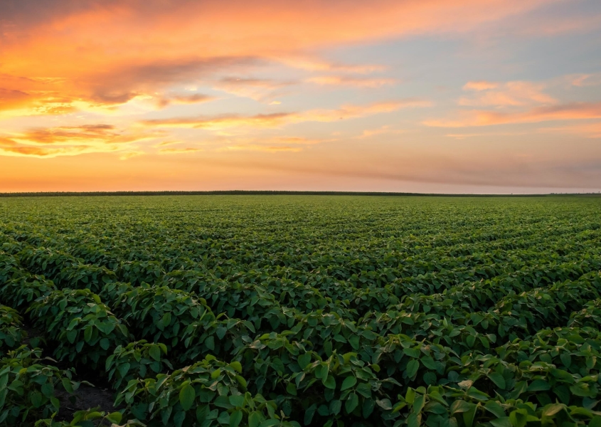 Soybeans growing in Texas agriculture